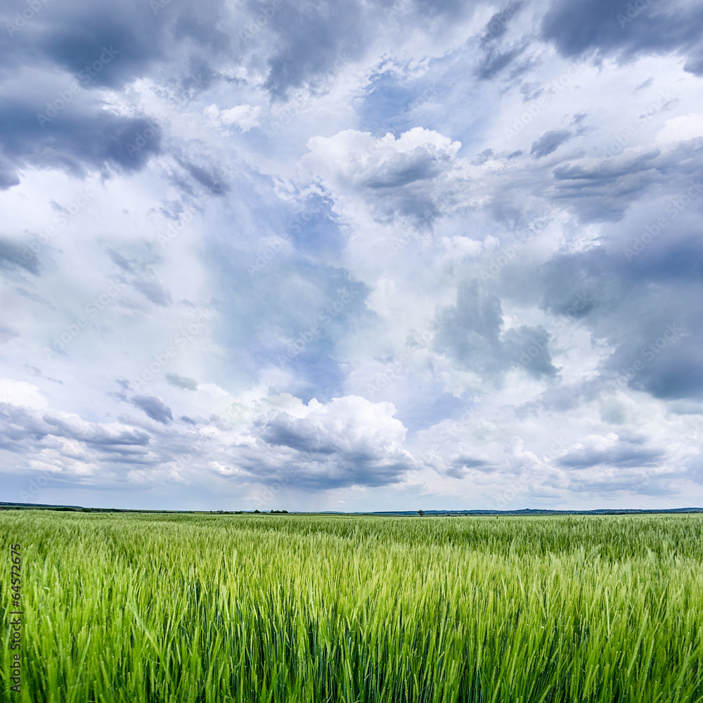 Obraz premium Grain Field with Cloudy Sky