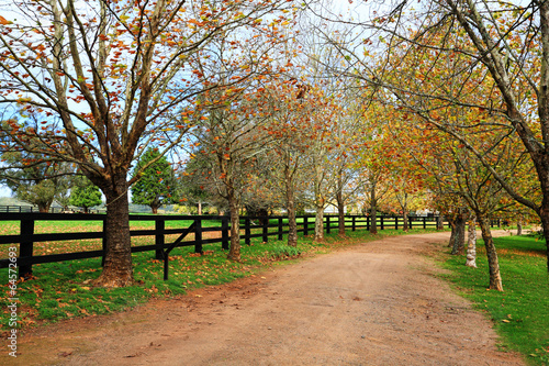 Tree lined dirt road in Autumn