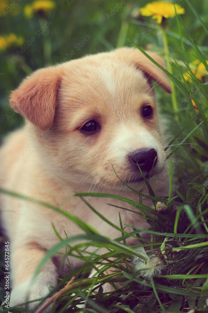 little puppy in the grass