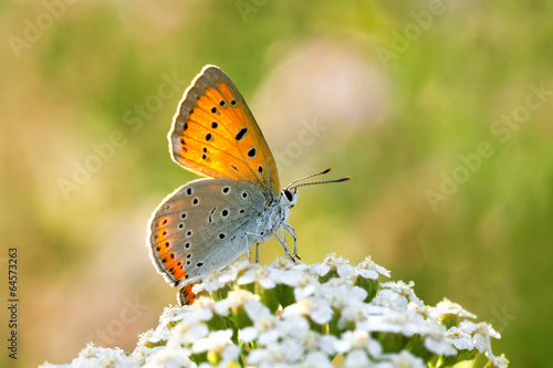 butterfly sits on white flowers © yanikap