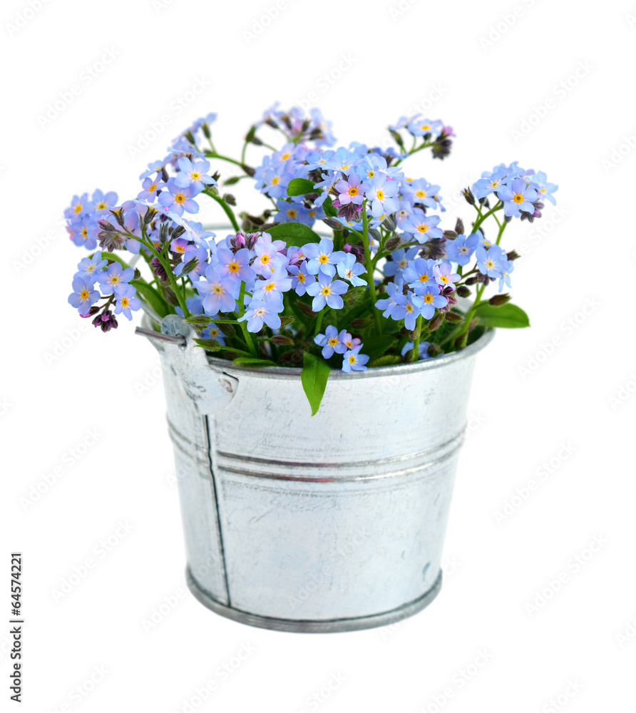 Forget-me-not isolated