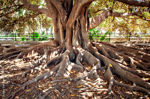 Centenarian tree photo