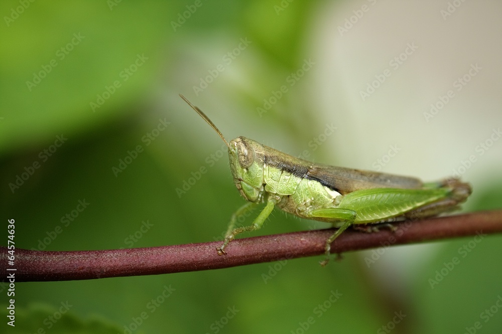 Short-winged Green Grasshopper Short-winged Green Grasshopper