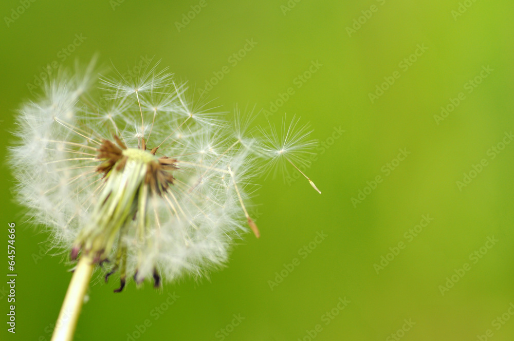 Fototapeta premium タンポポ