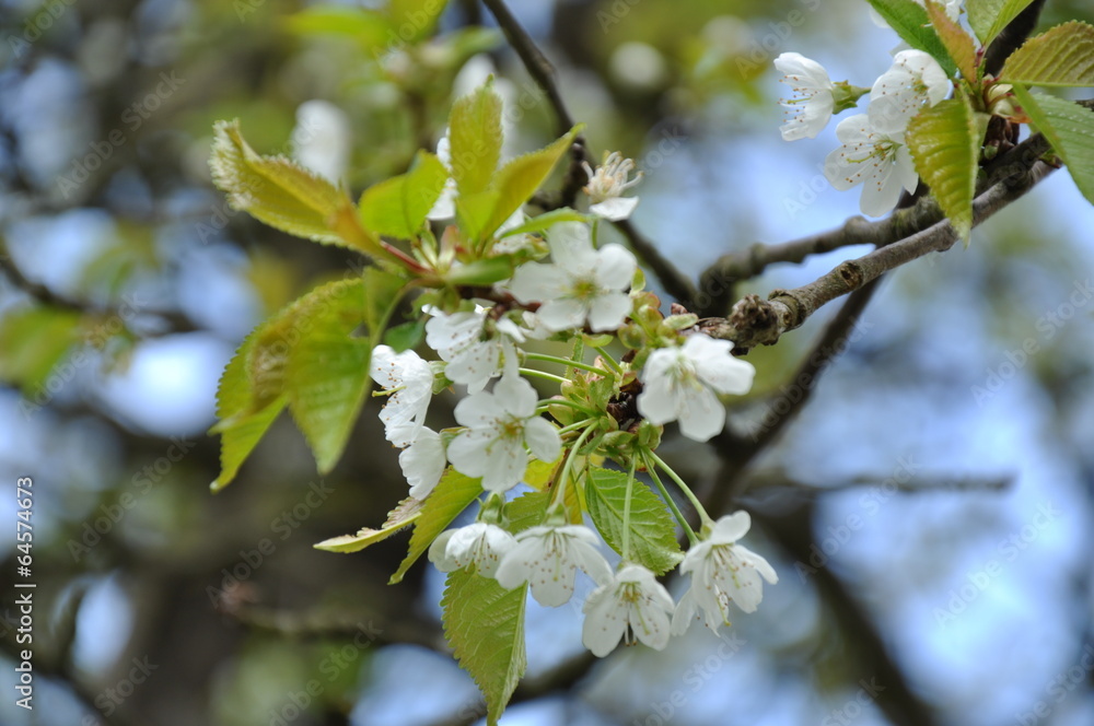 photo of tree bloom (europe)