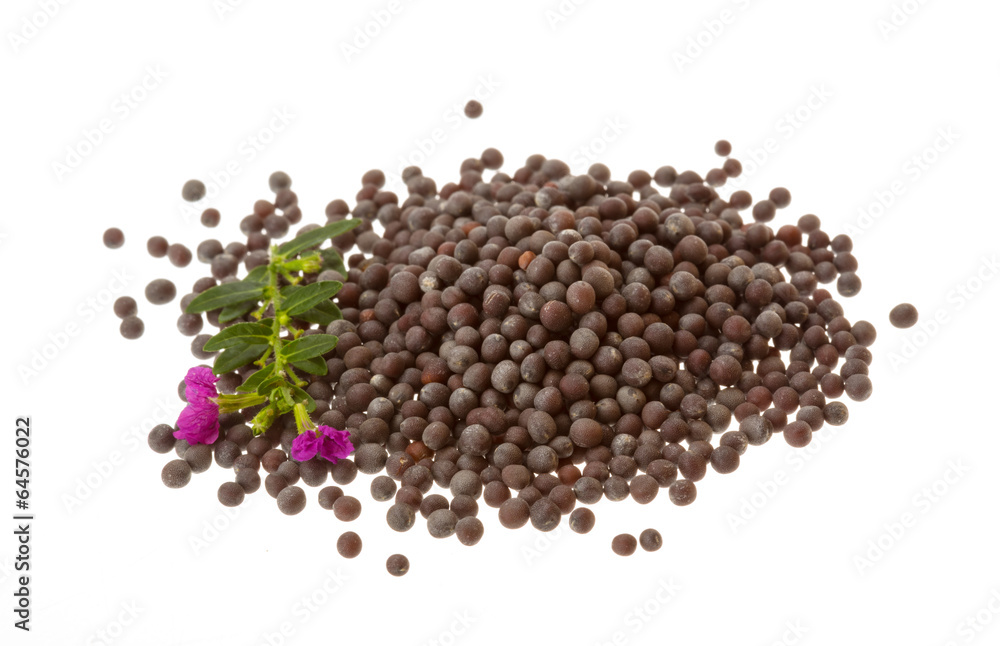Black mustard seeds Black mustard seeds