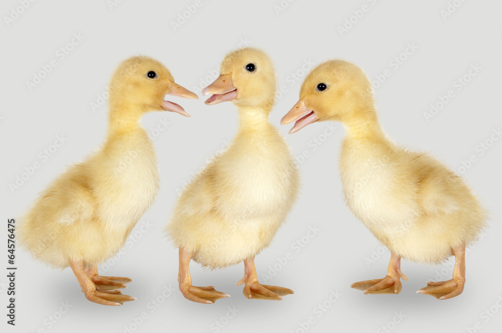 three duckling