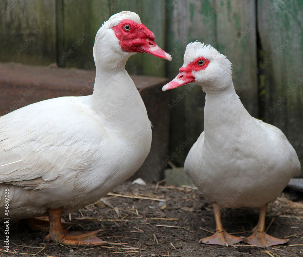 Muscovy ducks (Cairina moschata) in the farmyard Muscovy ducks (Cairina moschata) in the farmyard