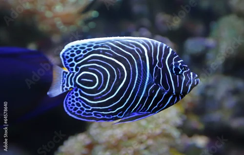 Obraz Close-up view of a Juvenile Emperor angelfish