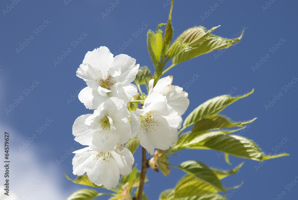 Cherry blossom in springtime England UK
