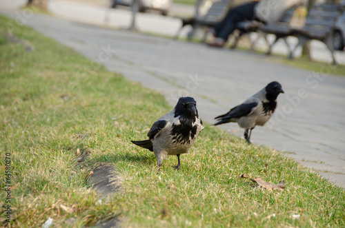 close up of large crows in city park