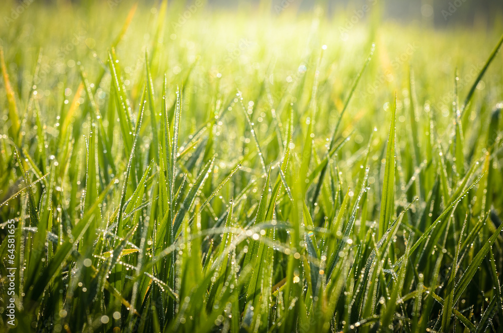 Dew drops on green grass leaf