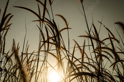 Grass Plumes At Sunrise