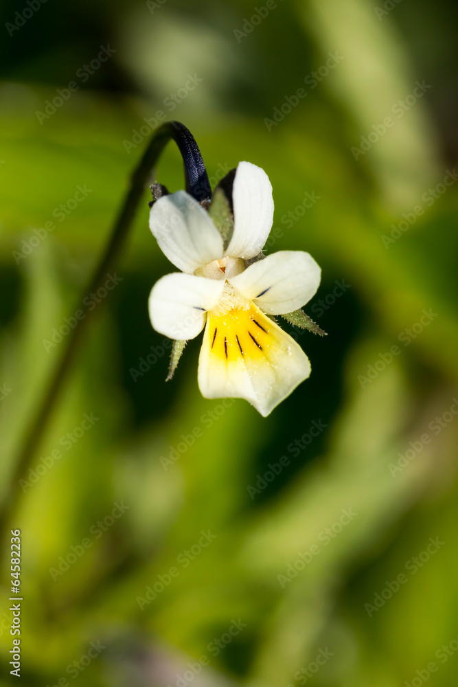 Fototapeta premium Field Pansy - Viola arvensis