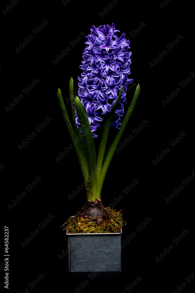 Beautiful blue hyacinth