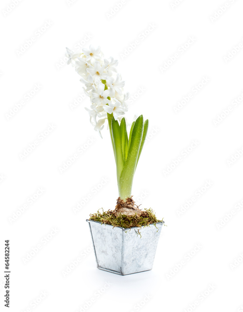 Beautiful white hyacinth