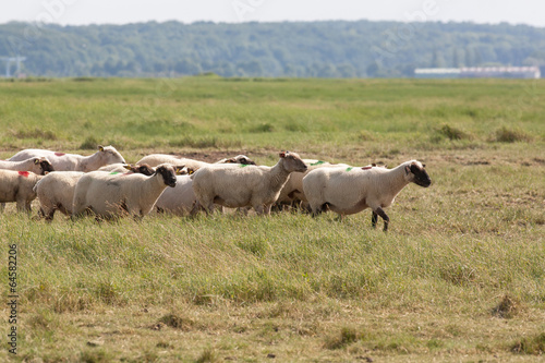 Moutons dans les prés salés de la somme