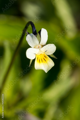 Field Pansy - Viola arvensis