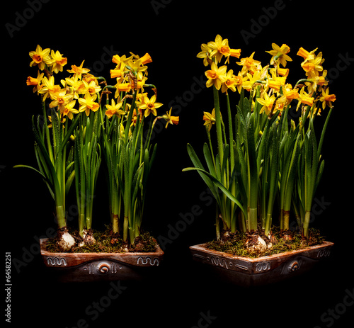 Narcissus flowers