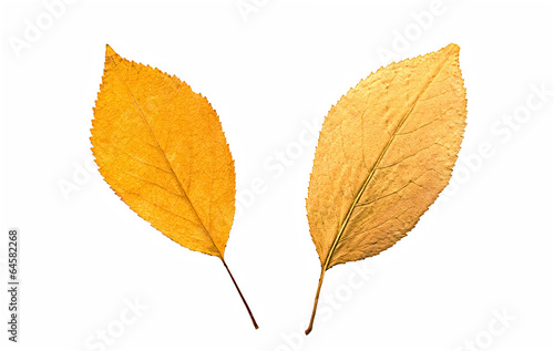 Collection of autumn leafes isolated on white