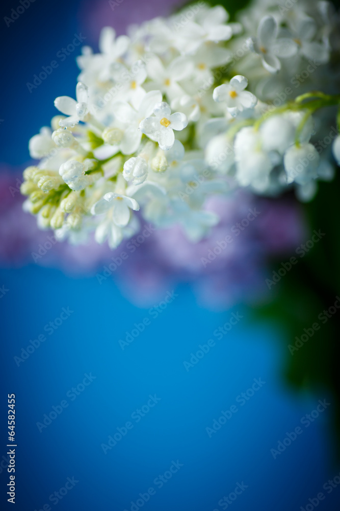 beautiful spring lilac