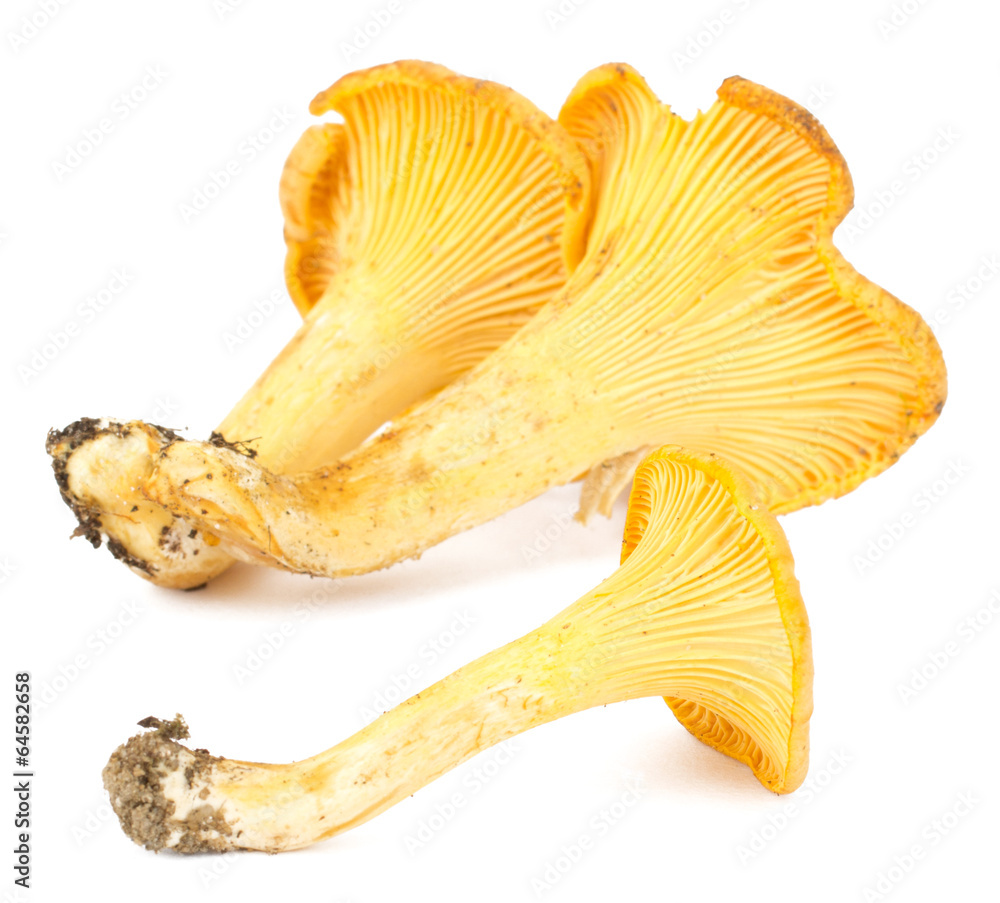 Yellow chanterelle isolated on white background Yellow chanterelle isolated on white background