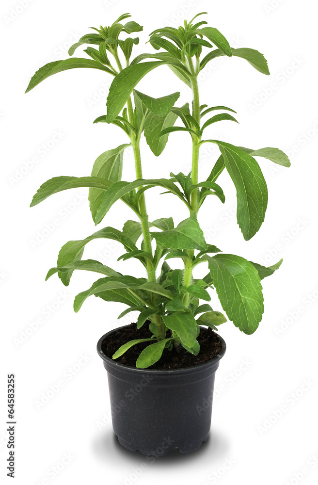 Stevia Rebaudiana in the Flower Pot isolated on White Background Stevia Rebaudiana in the Flower Pot isolated on White Background