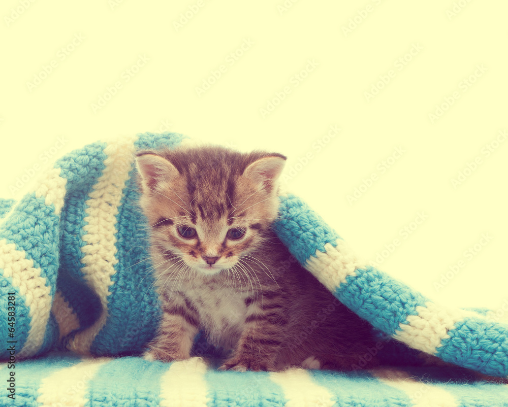 Fototapeta zabawny ładny pręgowany kotek i niebieski koc