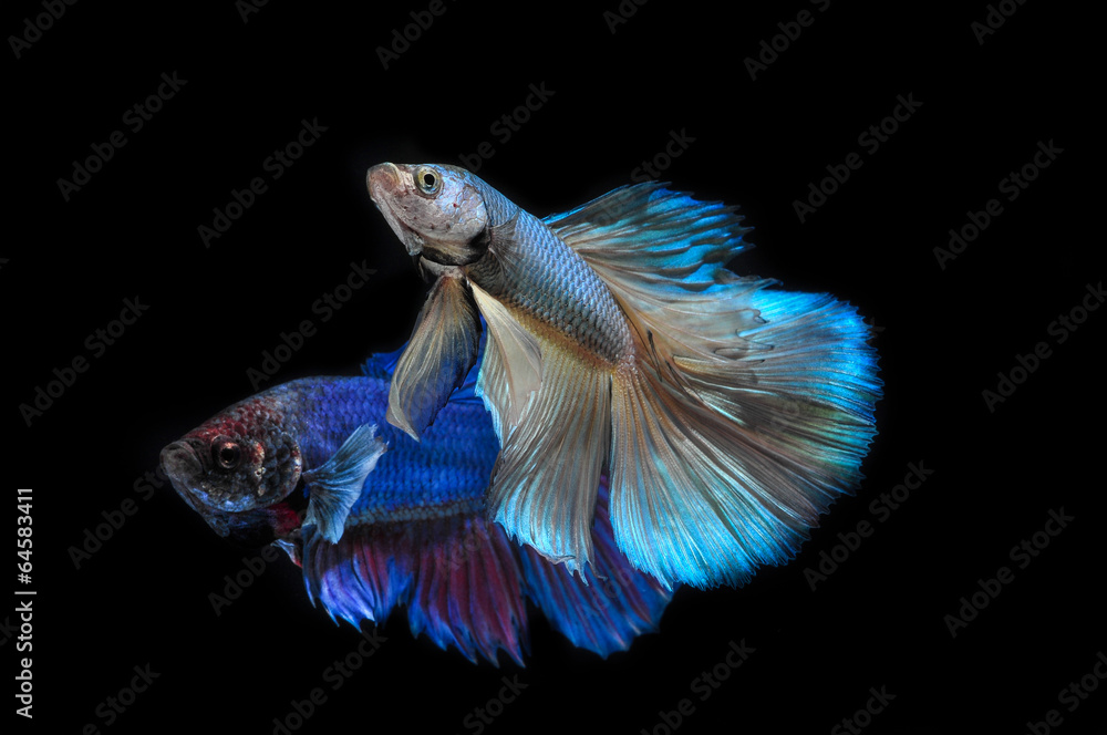 fight fish fight fish