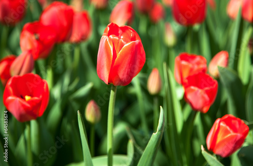 First red spring tulips