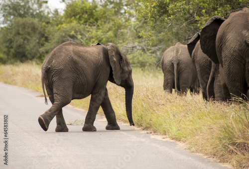 young elephant walking to the group