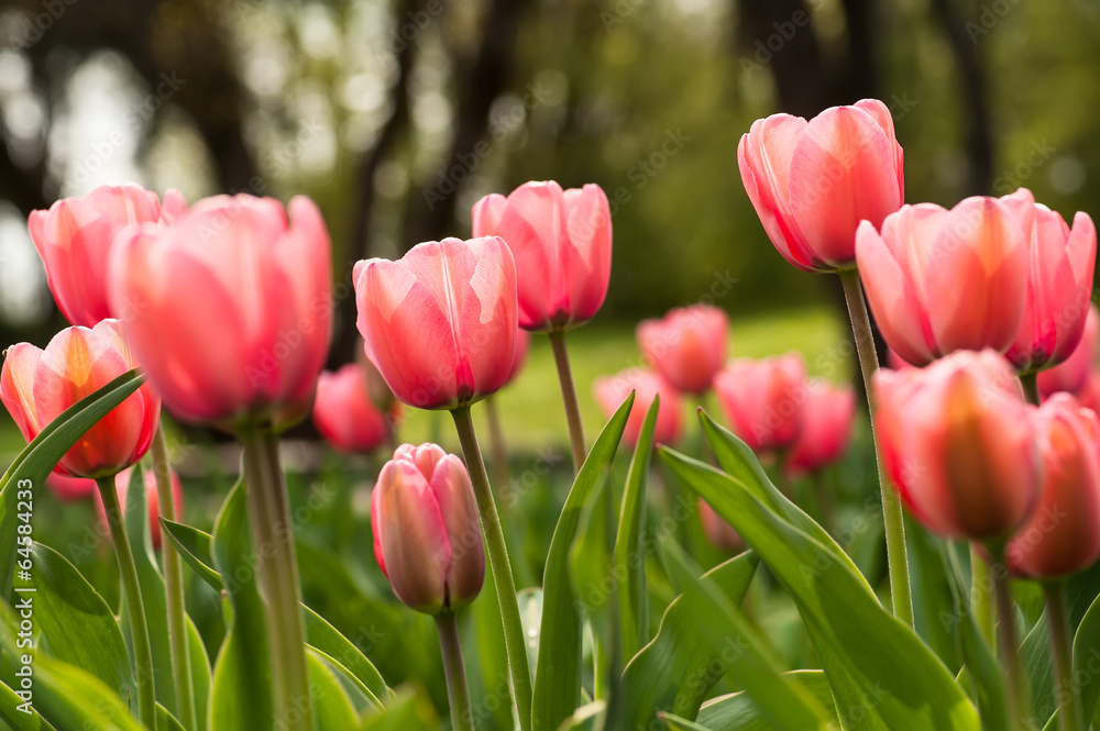 Pink tulip flowers Pink tulip flowers