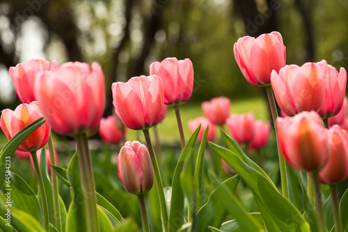 Pink tulip flowers