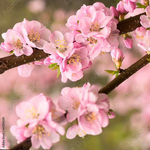 Pink cherry blossom