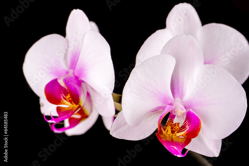 white orchid on a black background