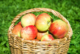 harvesting of red juicy ripe apples