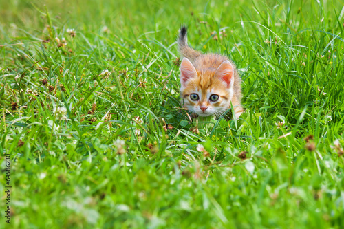 orange kitten plays in a green grass
