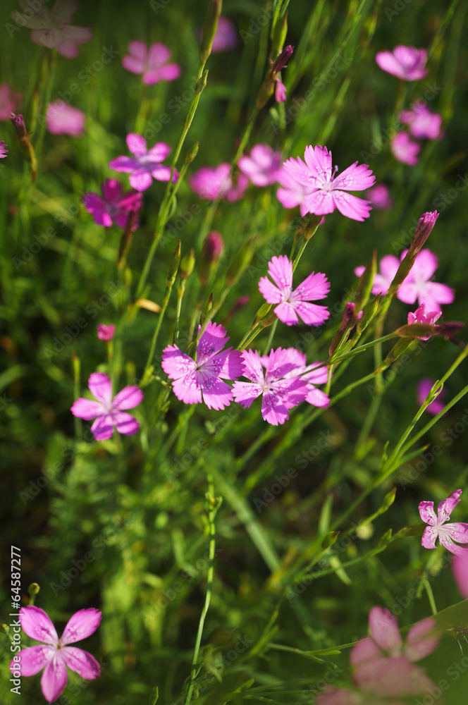 Fototapeta premium Kwitnące goździki