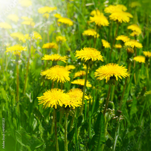 Blossoming wild flowers dandelions