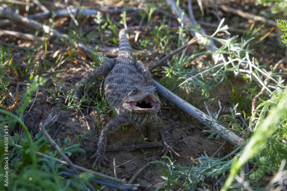 Fototapeta premium steppe agama