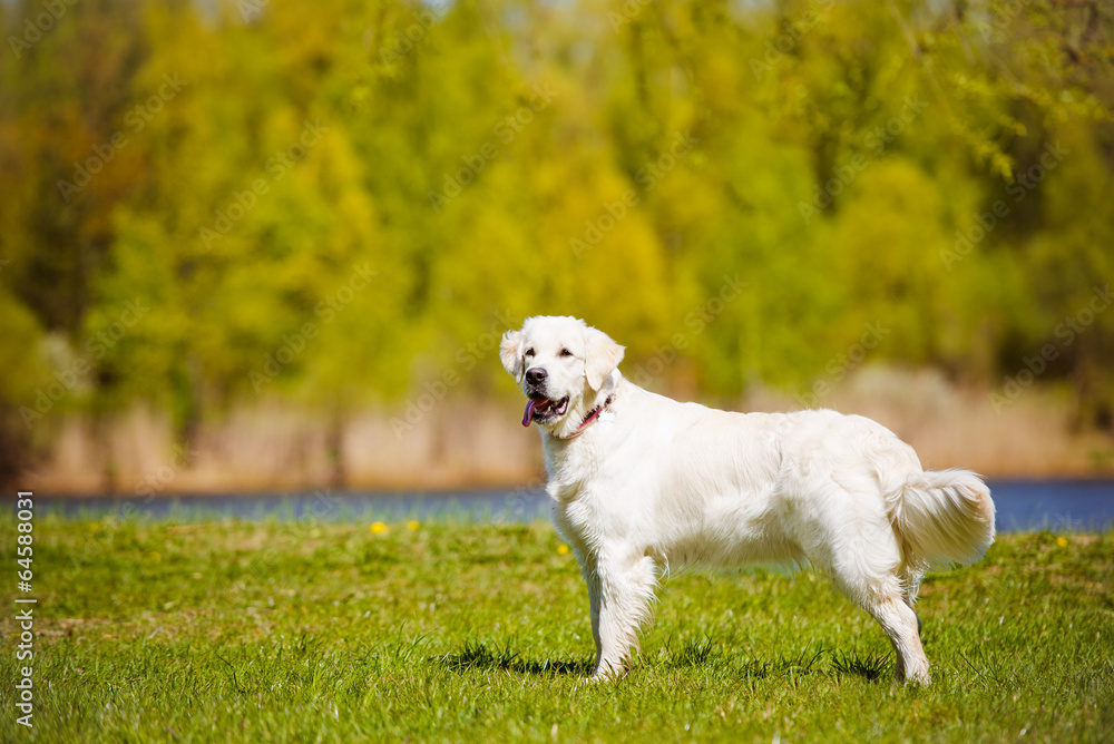 happy golden retriever dog