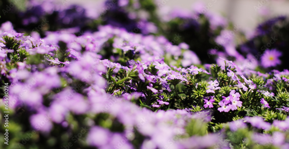 Obraz premium natural floral background