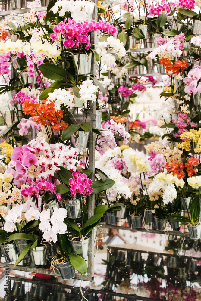 Obraz premium beautiful orchid