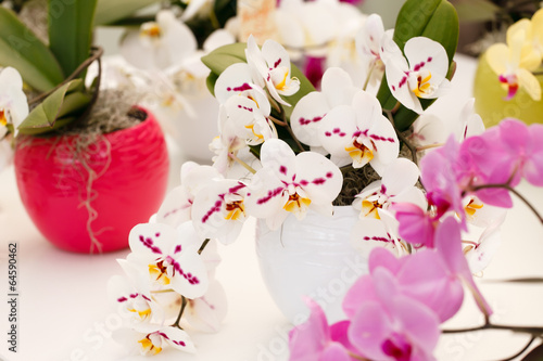 Fototapeta Naklejka Na Ścianę i Meble -  beautiful orchid