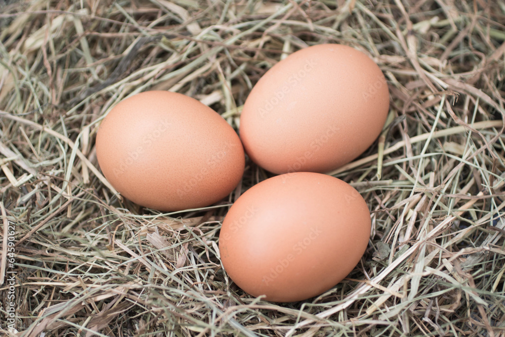 brown eggs in straw