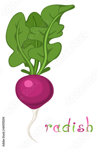 Radish