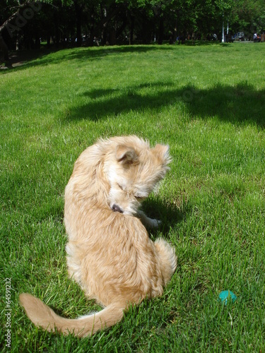 Dog scratching himself photo