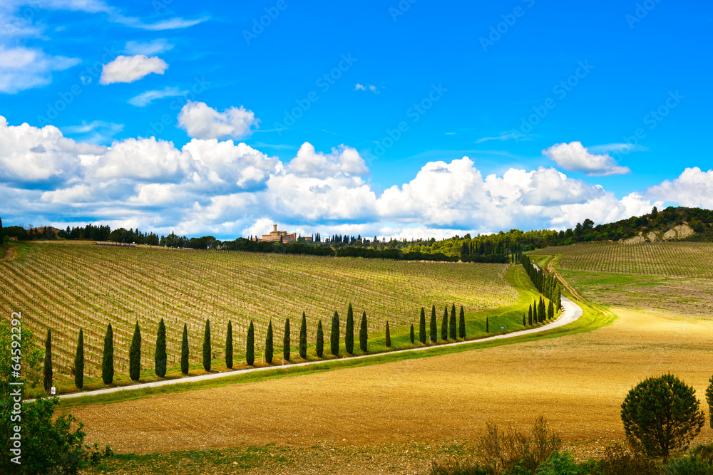 Tuscany, vineyard, cypress trees and road, rural landscape, Ital
