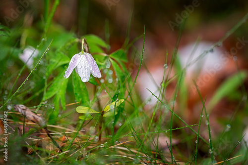Wood anemone closed after rain