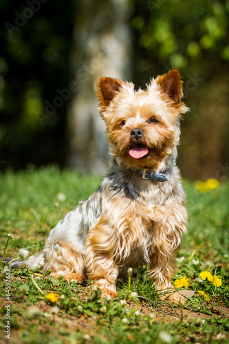 Yorkshire Terrier © hemlep